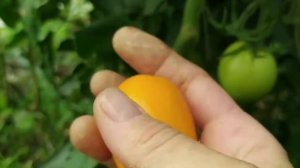 31 июля 2020 г. Томат КС 1430.