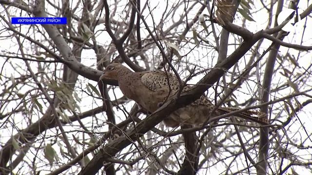 В Икрянинском районе выпустили сто птенцов фазана смотреть онлайн