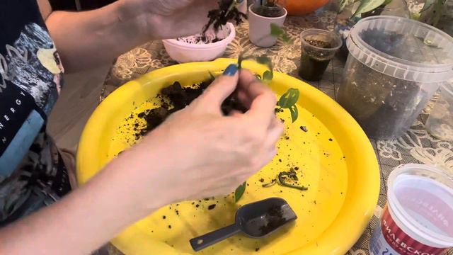 Пересадка хойи и монстеры.