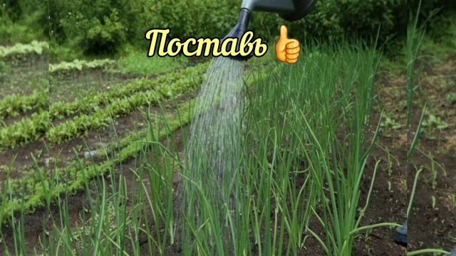 Полив лука. Правильный.