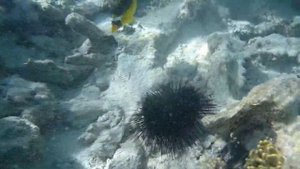 Кораловый Пляж Хадаба  Sharm-El-Sheikh Hadaba Beach coral