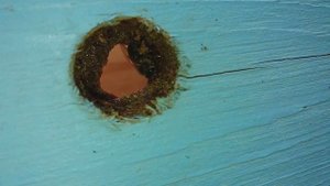 Как пчёлы собирают прополис. Прополис лучшее средство от простуды. Природный антисептик