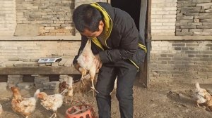 Жизнь в китайской деревне: чистим жопки курам и готовим кашу
