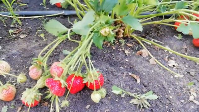 Самара. Клубника Галя чив. смотреть онлайн