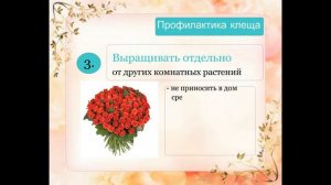 Фиалка НАЧИНАЮЩИМ. Профилактика КЛЕЩА советы