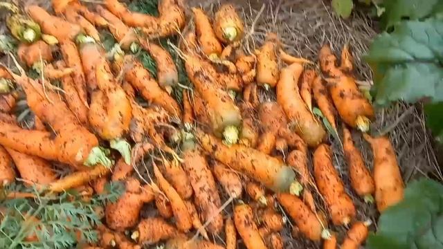 Убираю морковь и свёклу. 4.09.23г.