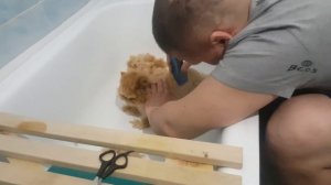 Стрижка персидского кота дома.