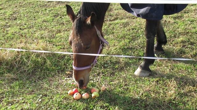 Видео про то, как лошадь ест