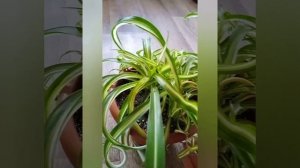 Укоренение деток хлорофитума.