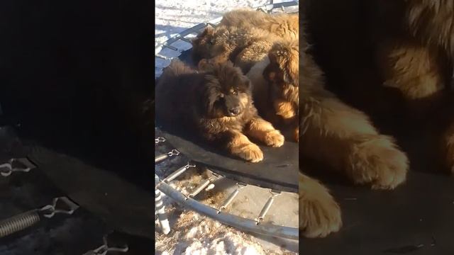 Питомник ТИБЕТСКИХ МАСТИФОВ