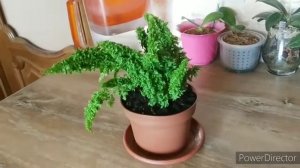 Папоротник кудрявый в посылке.