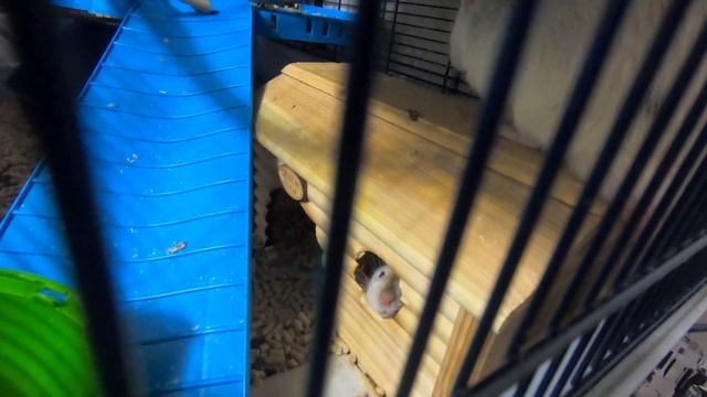 Крысы Дамбо, конфликты между мальчиками при подселении/Dumbo rats, boys conflicts in one cage livin