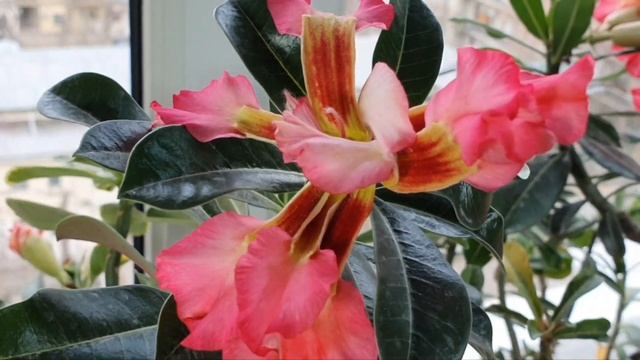 Сеянцы Адениума Galaxy Heart x Mini (Pink Peony x Light Chiffon) Холодная Весна смотреть онлайн