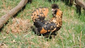 Декоративные куры Алтайская Бентамка Джерсийский гигант Павловская Jersey giant Bantam Pavlov gold