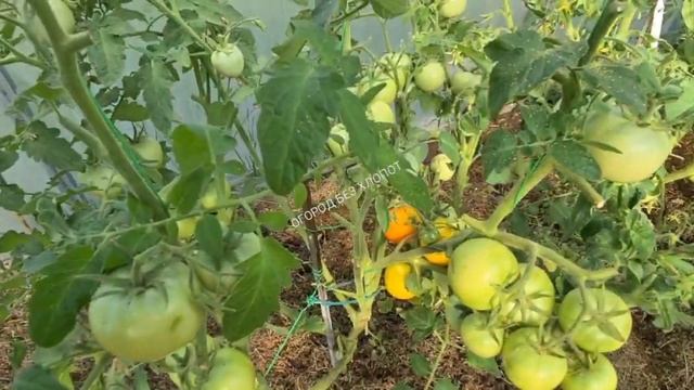 Томат "Золотая тёща" гибрид F1. Вы увидите какой он красивый в разрезе. смотреть онлайн