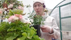 Пеларгонии осенью. Что делать?