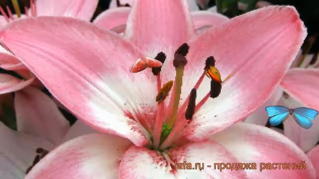 Лилия азиатская Вермер (lilium) ? азиатская лилия Вермер обзор: как сажать, луковицы лилии Вермер смотреть онлайн