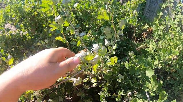 Приехали Костанайские Новости на дачу, делаю тренажерный зал смотреть онлайн