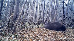 Животные заповедника "Калужские засеки"