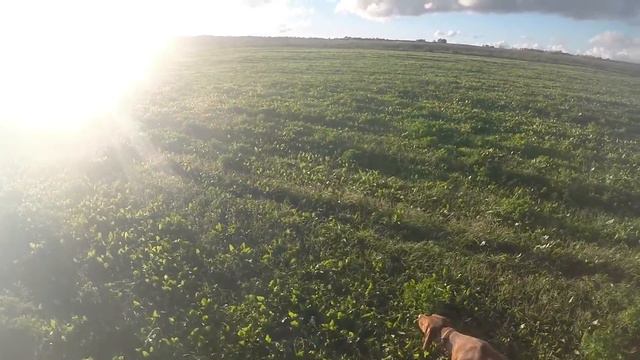 Нуменорс Гармин.Венгерская легавая.Выжла.Охота на бекаса