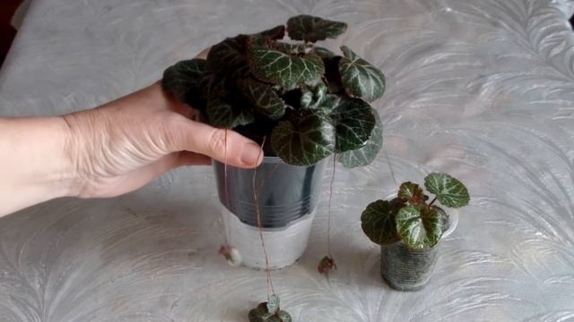 Камнеломка плетеносная. Содержание и уход. Весенняя пересадка смотреть онлайн