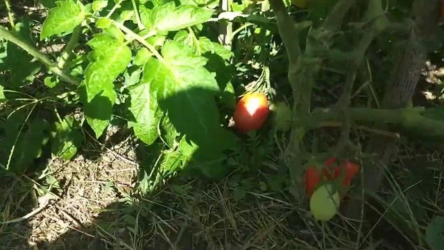 Урожай помидор - сливка 2021 смотреть онлайн