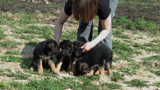 Щенки немецкой овчарки 2 дня. Щенок немецкой овчарки 3 месяца фото чепрачный окрас. Щенок немецкой овчарки 2 месяца фото чистокровный. Щенки немецкой овчарки 2 дня. Двухнедельные щенки немецкой овчарки.