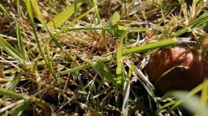 опята в моем саду на даче