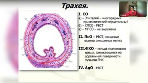 Гистология. Дыхательная система. Развитие. Строение верхних дыхательных путей.