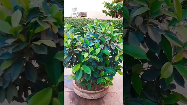 ficus care tips