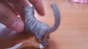 Кошка породы шартрез