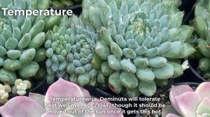 Echeveria Setosa Var. Deminuta Care & Propagation