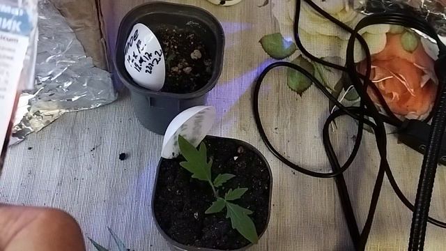 Рассада комнатных томатов, перцев посев 11,12 месяца. 2022 г. (2 часть) смотреть онлайн