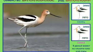 Шилоклювка. Кулик. Голоса птиц