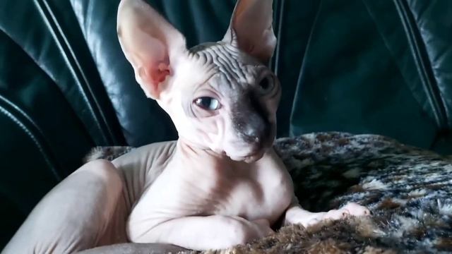 Sphynx Pet's, Sphynx Haustiere, Сфинксы Домашние животные. смотреть онлайн