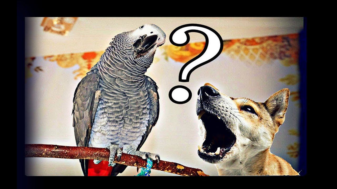 КТО ЛУЧШЕ ГАВКАЕТ ПОПУГАЙ ИЛИ СОБАКА?Funny animal videos