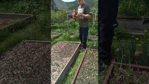 Мульчирование  грядок шелухой от семечек или ореха.