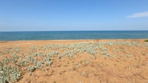 Serene Sleep on the Seashore, the Sound of Waves and Birdsong