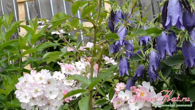 Роза Балерина / Ballerina смотреть онлайн