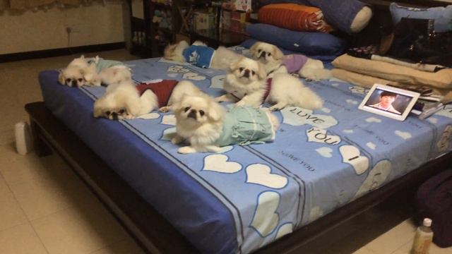 6 cute sleeping Pekingese смотреть онлайн