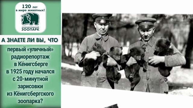 ЗОО 120 лет. Репортаж. Калининград 2016 смотреть онлайн