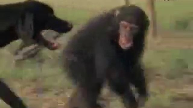 Человекоподобные обезьяны смотреть онлайн