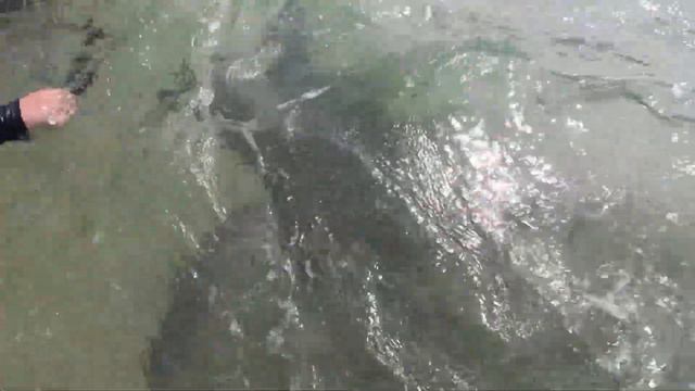 Аля кормить здоровезну черепаху на Шри ланци смотреть онлайн