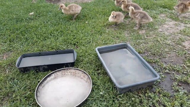 ДИКІ ПІДСАДНІ СІРІ ГУСИ (ну майже дикі ;) ) смотреть онлайн