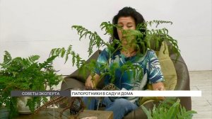 Папоротники: как их выращивать в саду и дома?