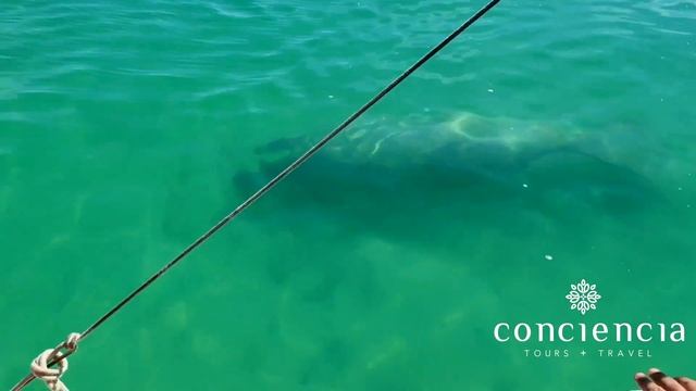 Sian Ka'an UNESCO World Heritage Paradise - Manatees, Canal Float, and Sunset Birdwatching смотреть онлайн