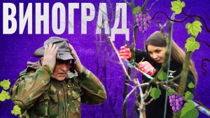 Как вырастить виноград на своём огороде? Получаем сок и вино, пересаживаем клубнику и другие ягоды