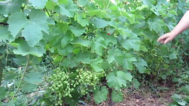 Виноградный клещ- меры борьбы