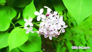 MIRACLE multilayered  , magic  красота FOREST,SUN, SUMMER, ЛЕТО☀️ ,СОЛНЦЕ ,ВЕТЕР️,ЛЕС