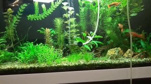 Баллоная система подачи СО2 в аквариум. Малая автоматизация хобби